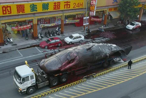 Sperm whale which exploded  while being transported through Tainan City, Taiwan  Foto stock