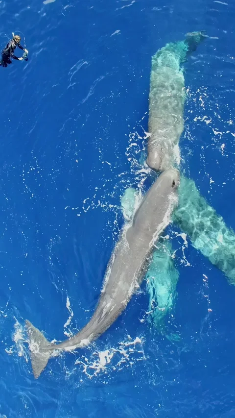 Sperm whales playfully interacting with their calf in the Azores ocean Stock-Footage 299892558