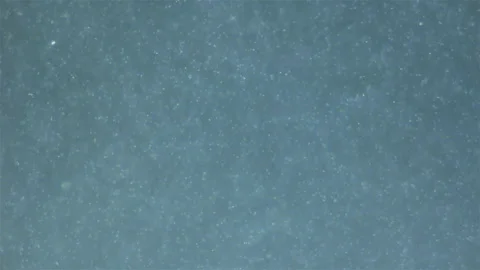 Sperm of Worm Polychaeta Nereis virens (Alitta virens) under microscope Stock Footage 253161434