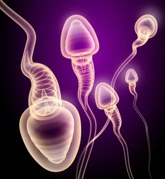 Sperm X-ray view . 3D genered image . Ilustração Stock