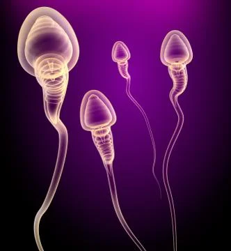 Sperm X-ray view . 3D genered image . Stock Illustration