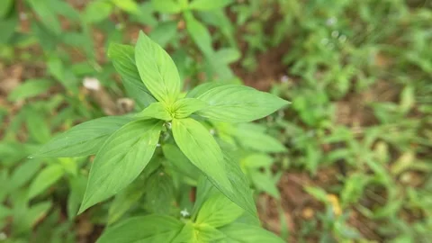 Spermacoce plant. Also known as buttonweed plant. Stock Footage 321767407
