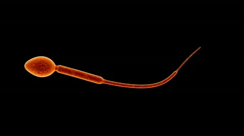 Spermatozoa 01 Video stock 372578