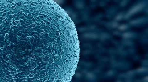 Spermatozoa 04 Stock Footage 372551