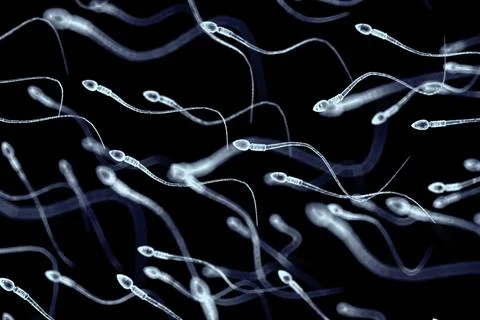 Spermatozoa, view under microscope, illustration of the appearan Stock Photos