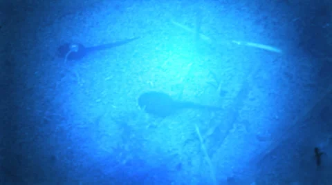 Spermatozoid Stock Footage 23483171
