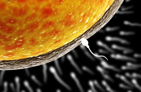 Spermatozoon, floating to ovule Stock Illustration