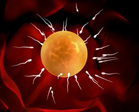 Spermatozoons, floating to ovule Stock Illustration