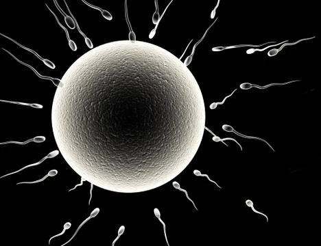 Spermatozoons, floating to ovule Stock Illustration