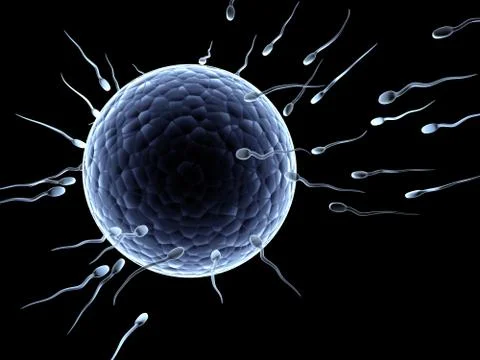Spermatozoons, floating to ovule Illustrazione stock