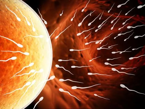 Spermatozoons, floating to ovule Stock Illustration