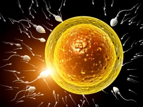 Spermatozoons, floating to ovule Stock Illustration