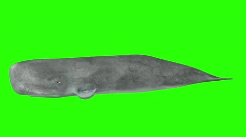 Spermwhale animation in green screen Stock Footage 56329763