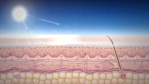 SPF Sunscreen UV Shield Skin Diagram Science Loop Stock Footage 347011182