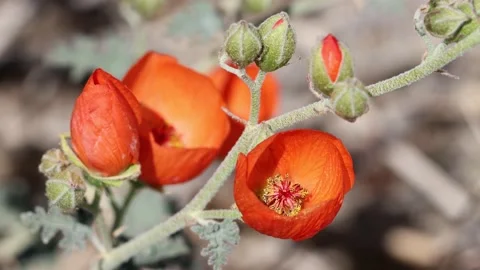 SPHAERALCEA AMBIGUA BLOOM Stock Footage 205563390