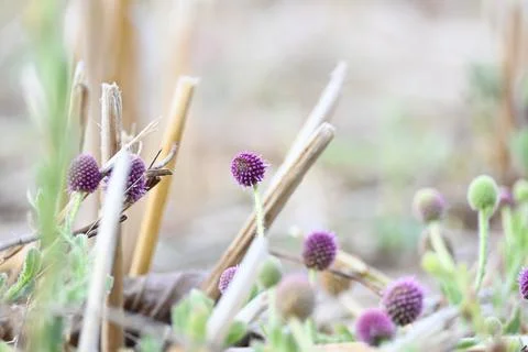 Sphaeranthus indicus. Stock Photos