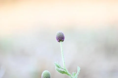 Sphaeranthus indicus. Stock Photos