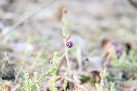 Sphaeranthus indicus. Stock Photos