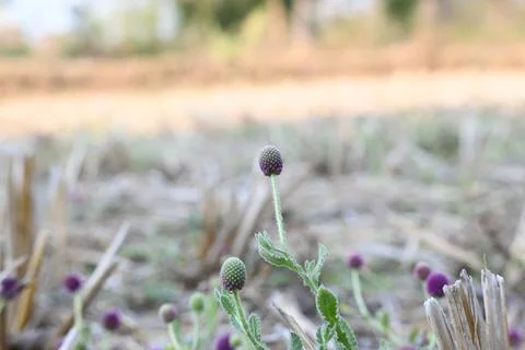 Sphaeranthus indicus. Stock Photos