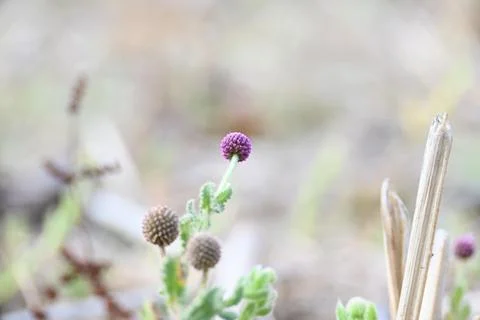 Sphaeranthus indicus. Stock Photos