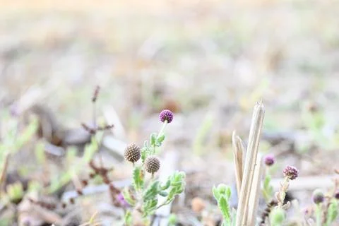 Sphaeranthus indicus. Stock Photos