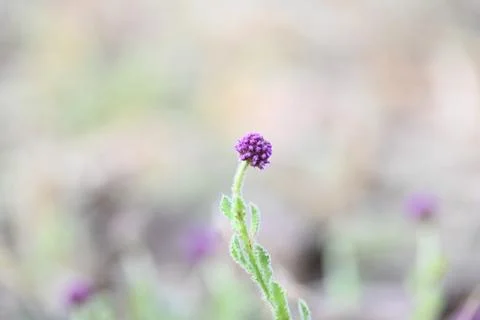 Sphaeranthus indicus. Stock Photos
