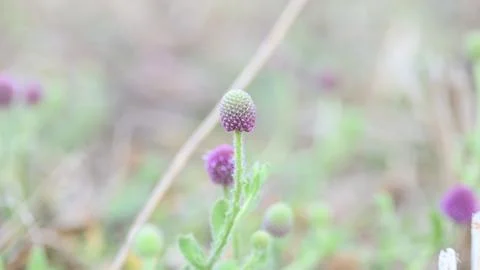 Sphaeranthus indicus. Stock Photos
