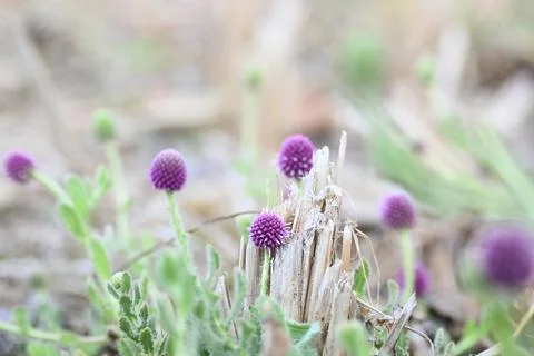 Sphaeranthus indicus. Stock Photos
