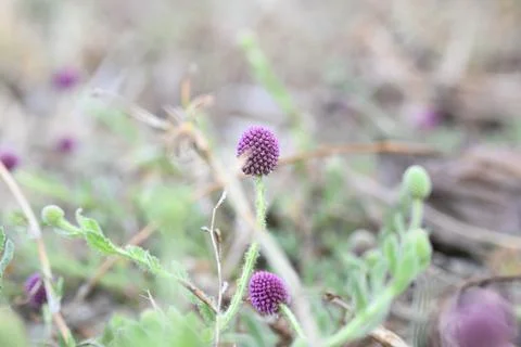 Sphaeranthus indicus. Stock Photos
