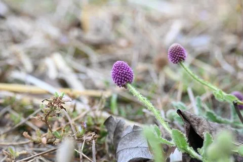 Sphaeranthus indicus. Stock Photos