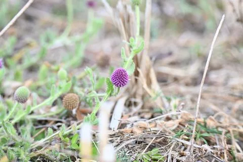 Sphaeranthus indicus. Stock Photos