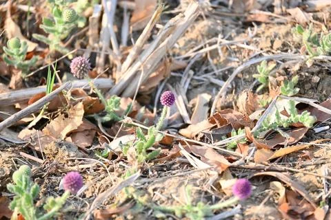 Sphaeranthus indicus. Stock Photos