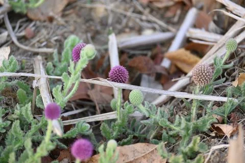 Sphaeranthus indicus. Stock Photos