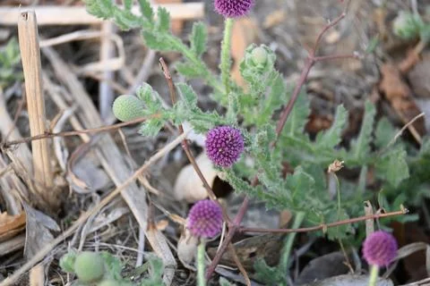 Sphaeranthus indicus. Stock Photos
