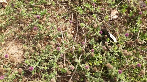 Sphaeranthus indicus plant. Stock Footage 190329753