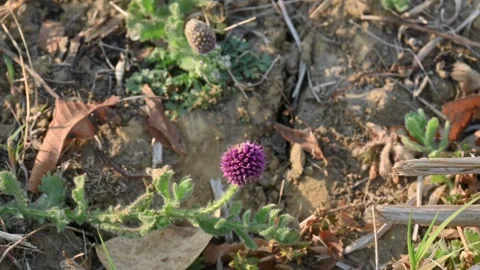 Sphaeranthus indicus plant. Vídeo Stock 306538904