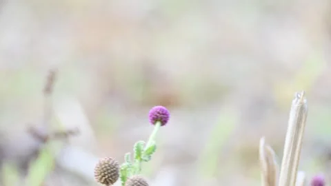 Sphaeranthus indicus plant. Vídeo Stock 306539114