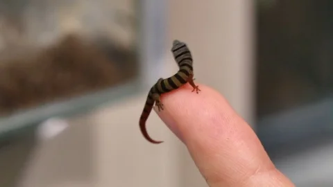 Sphaerodactylus Elegans Gecko Reptile Closeup Video stock 80556518