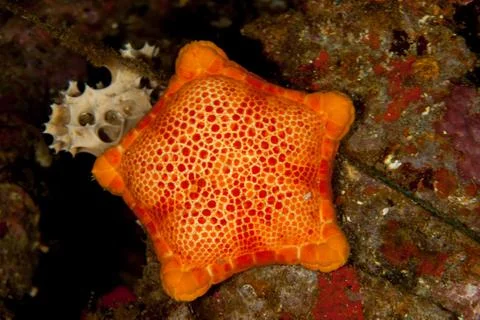 Sphaerodiscus placenta, Seastar Foto stock