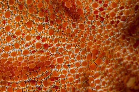 Sphaerodiscus placenta, Seastar Stock Photos