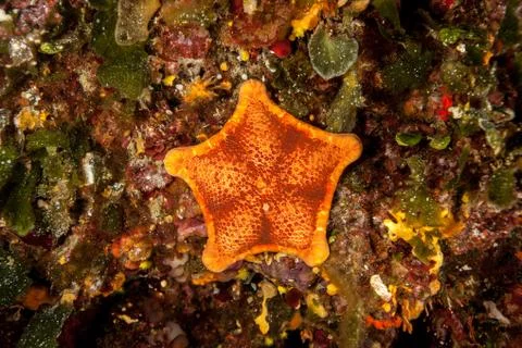 Sphaerodiscus placenta, Seastar Stock Photos