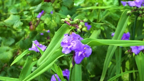 Sphaerophoria scripta examines a purple flower in a meadow Stock Footage 132844723