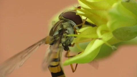 Sphaerophoria scripta Stock Footage 94728996