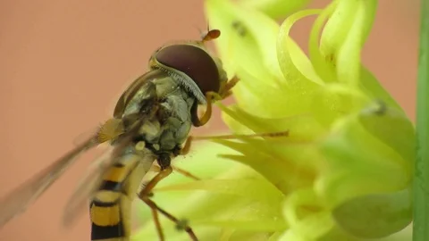 Sphaerophoria scripta Stock Footage 110625948