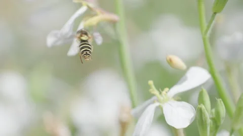 Sphaerophoria scripta Stock Footage 311322861