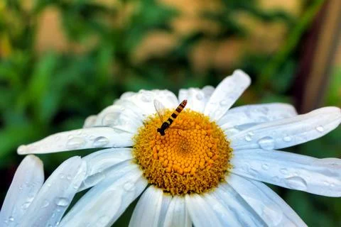 Sphaerophoria scripta. Stock Photos