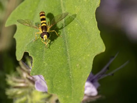 Sphaerophoria scripta sits on a green leaf. Stock Photos