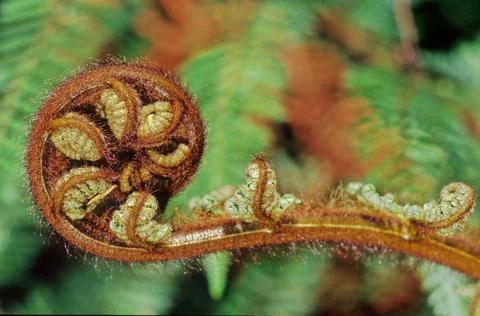 Sphaeropteris medullaris Stock Photos