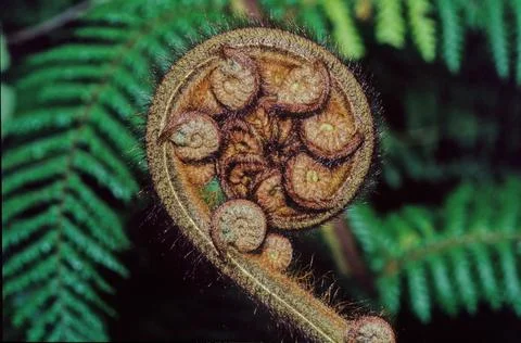 Sphaeropteris medullaris Foto stock
