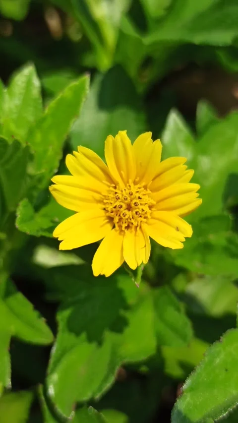 Sphagneticola trilobata in Bloom Video stock 318540555